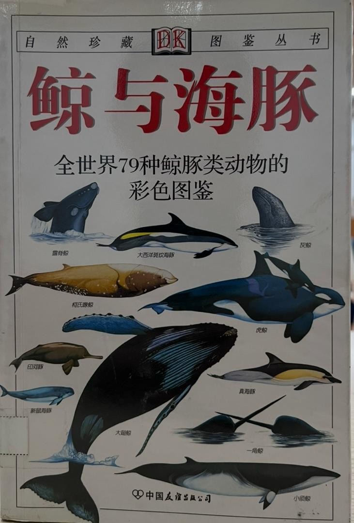 鲸与海豚
