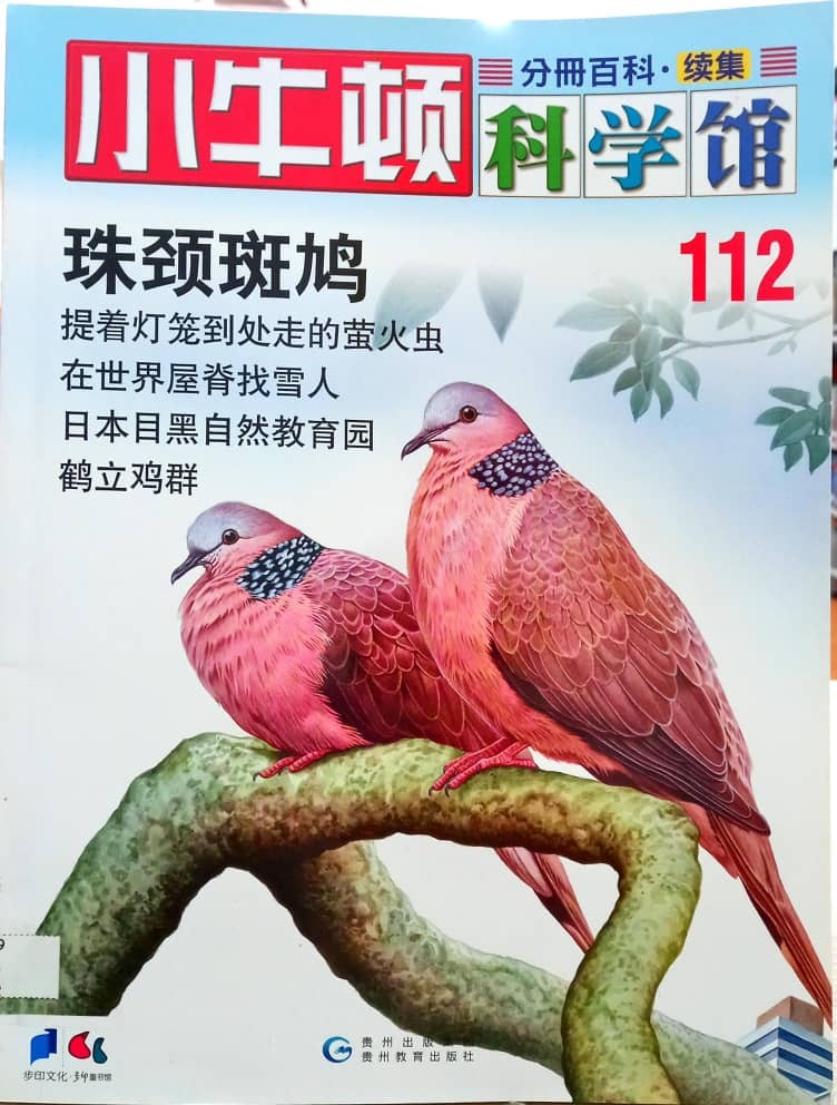 小牛顿科学馆 112 珠颈斑鸠