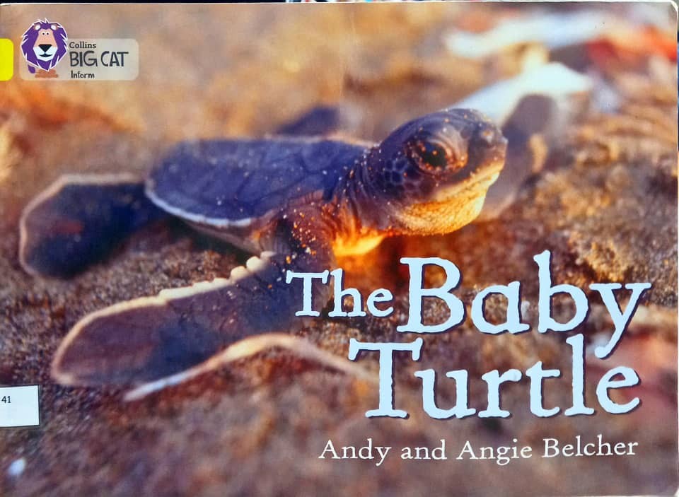 The Baby Turtle