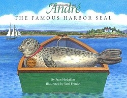 André : the famous harbor seal