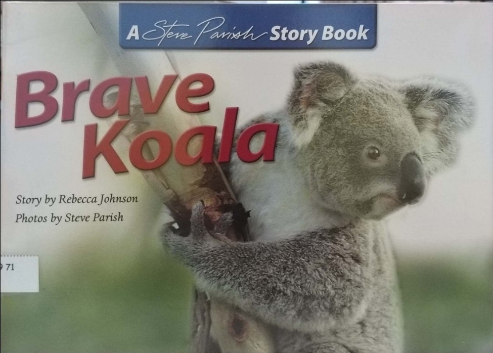 Brave Koala